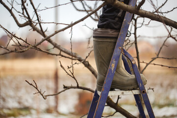 cute caucasian woman gardener pruning apple tree branches with pruning shears standing on...