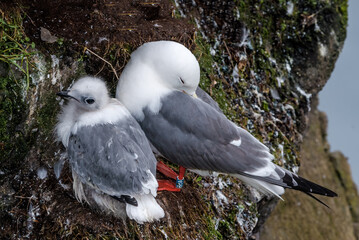 Fototapeta premium Red-legged Kittiwake (Rissa brevirostris) with chick at colony in St. George Island, Pribilof Islands, Alaska, USA