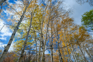 Fototapeta premium 北見市の紅葉