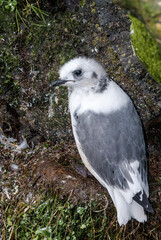 Red-legged Kittiwake (Rissa brevirostris) chick at nest in St. George Island, Pribilof Islands, Alaska, USA
