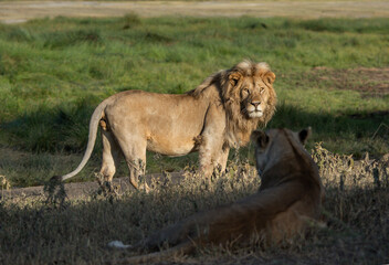 Lions in the wild