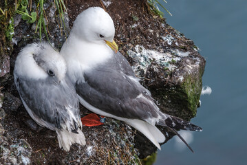 Red-legged Kittiwake (Rissa brevirostris) with chick at colony in St. George Island, Pribilof Islands, Alaska, USA
