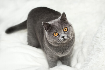 A gray cat crushes a white soft blanket with its paws. Fluffy charming cat with yellow eyes