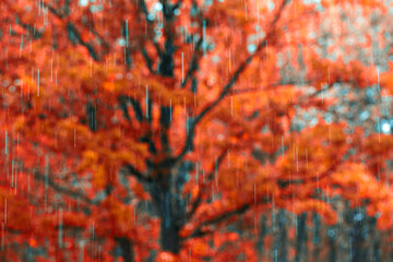 Blurry autumn landscape with raindrops in the foreground. Rain on a red maple background