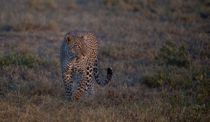 leopard in the wild