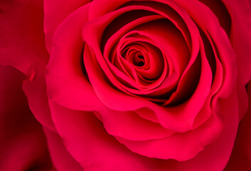 Botanical concept, invitation card - Soft focus, abstract floral background, red rose flower. Macro flowers backdrop for holiday brand design