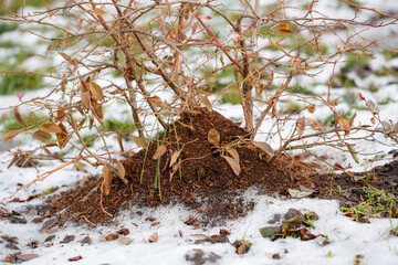 winter work in the garden, insulation and care of shrubs in winter