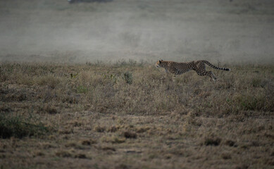 cheetah running