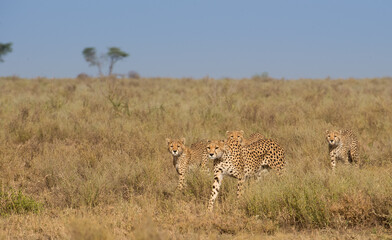 cheetah and cub