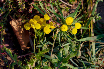 flower navel dyeing yellow meadow flower in autumn