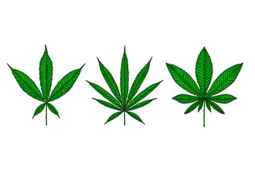 Set of Illustrations of marijuana leaf in engraving style. Design element for poster, card, banner, sign. Vector illustration