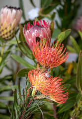 Fototapeta premium Floristic decoration with tropical flowers of Pincushions and king protea in Funchal on Madeira Island