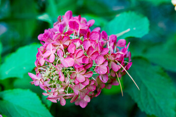 pink gotrensia flower surrounded by green leaves.