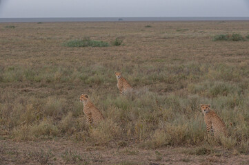 cheetah cubs