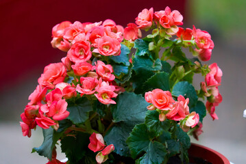 flower pot with blooming red flower