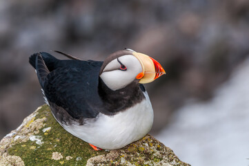 Horned Puffin (Fratercula corniculata) at St. George Island, Pribilof Islands, Alaska, USA