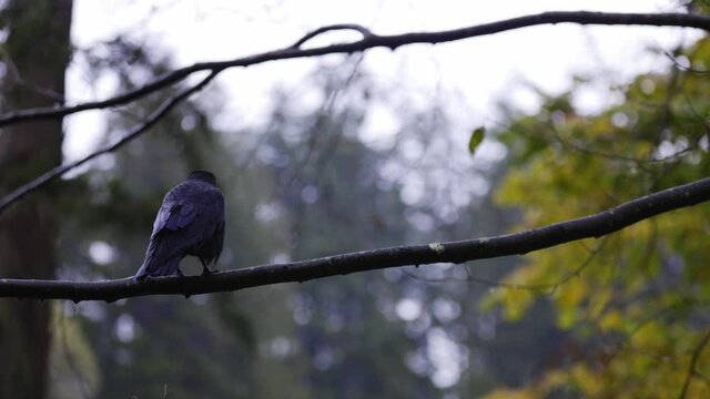 Raven ( Corvus corax ) on a rainy day