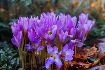 Non-temporary lilac flowers stand out brightly against background of yellow and green leaves