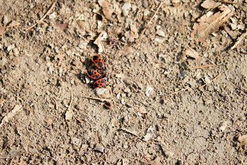 Fire beetles on the sand