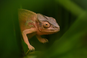 femelle de Caméléon panthère
