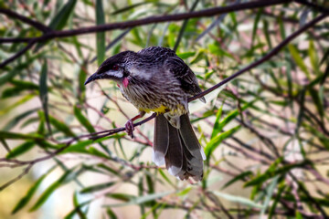 Red Wattlebird