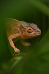 profil de femelle caméléon