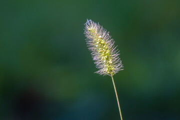 Beauty of Setaria Head on Sun in Dark