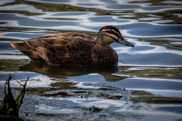 Pacific Black Duck