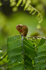 Un matin pluvieux, caméléon sous la pluie