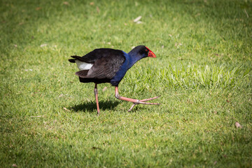 Australian Swamphen