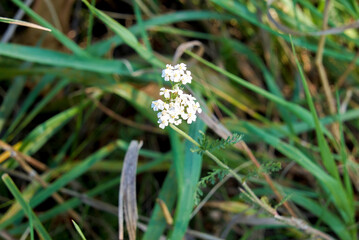white,small flowers of yarrow herb