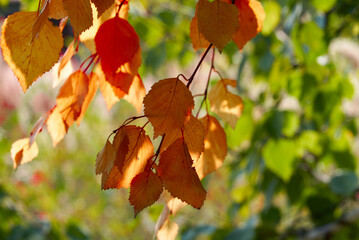 autumn red leaves outside a lot of light  