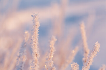 Beautiful hoarfrost on a plant