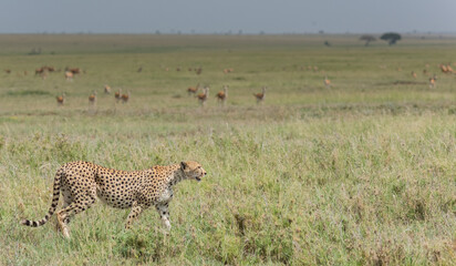 cheetah in serengeti