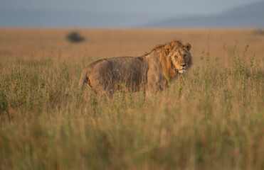 lion in the grass