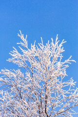 A tree covered with frost against a blue sky