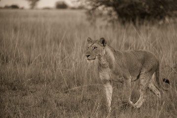 lion in the savannah