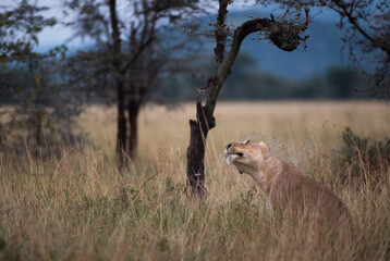 lioness in the savannah