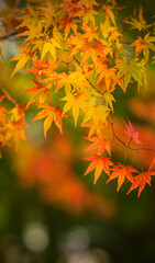 Maple leaves in the park during the autumn season. Japan.