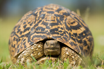 close up of a tortoise