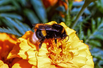 A large striped bumblebee collects pollen from a flower