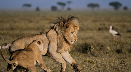 lion and lioness