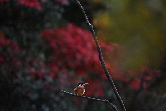 common kingfisher on the branch