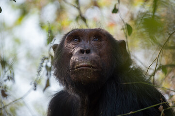 portrait of chimpanzees 