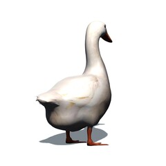 Farm animals - white goose with shadow on the floor - isolated on white background - 3D illustration