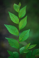 A straight branch of a young elm with rich green leaves.