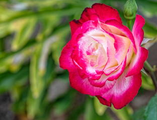 colorful purple and creamy white rose flower closeup in the garden, strong bokeh