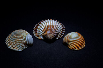 Closeup of three seashells of different colors, on a black background