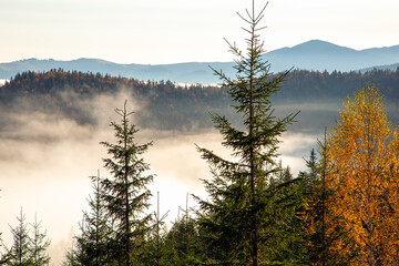 Colorful autumn morning in the Carpathian mountains. Sokilsky ridge