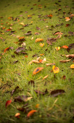 Dried fallen leaves on the grass in a park.